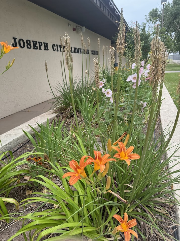 orange flowers 2