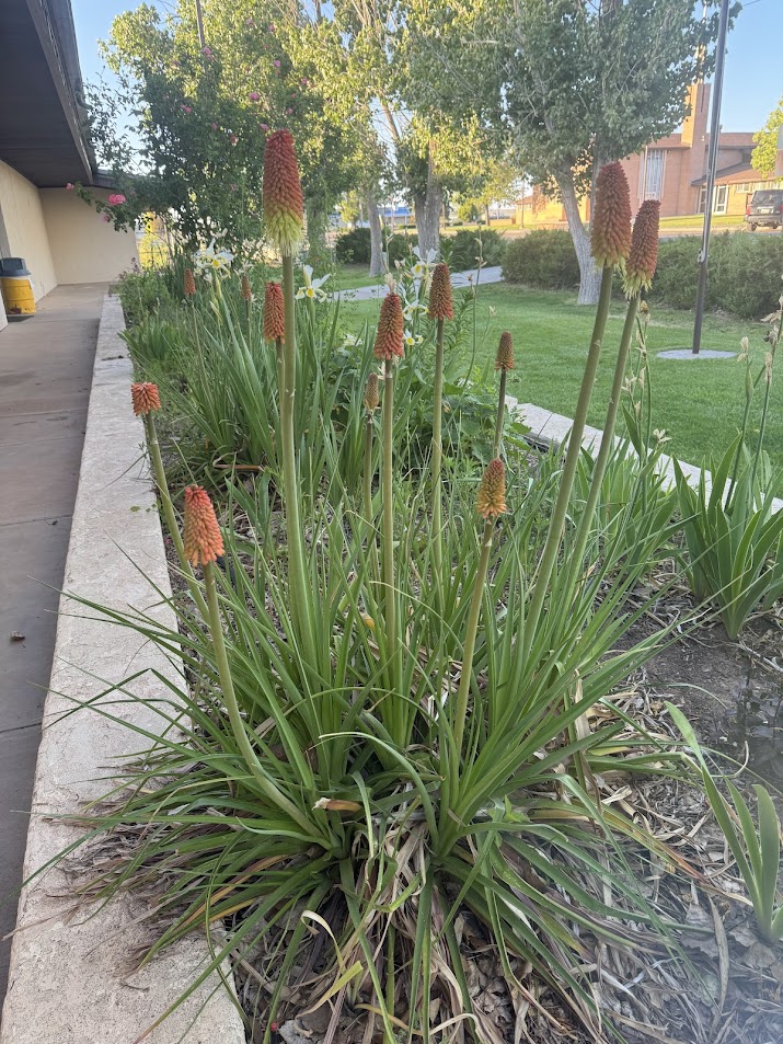 red pokers