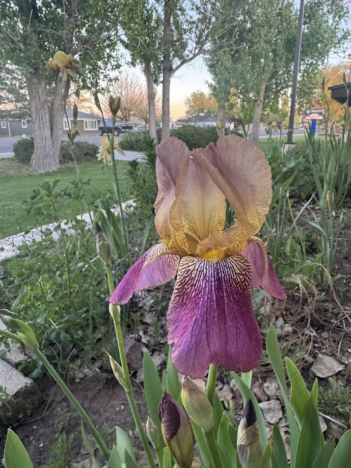 iris