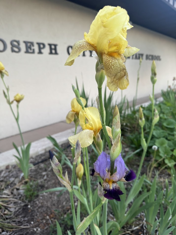 yellow iris