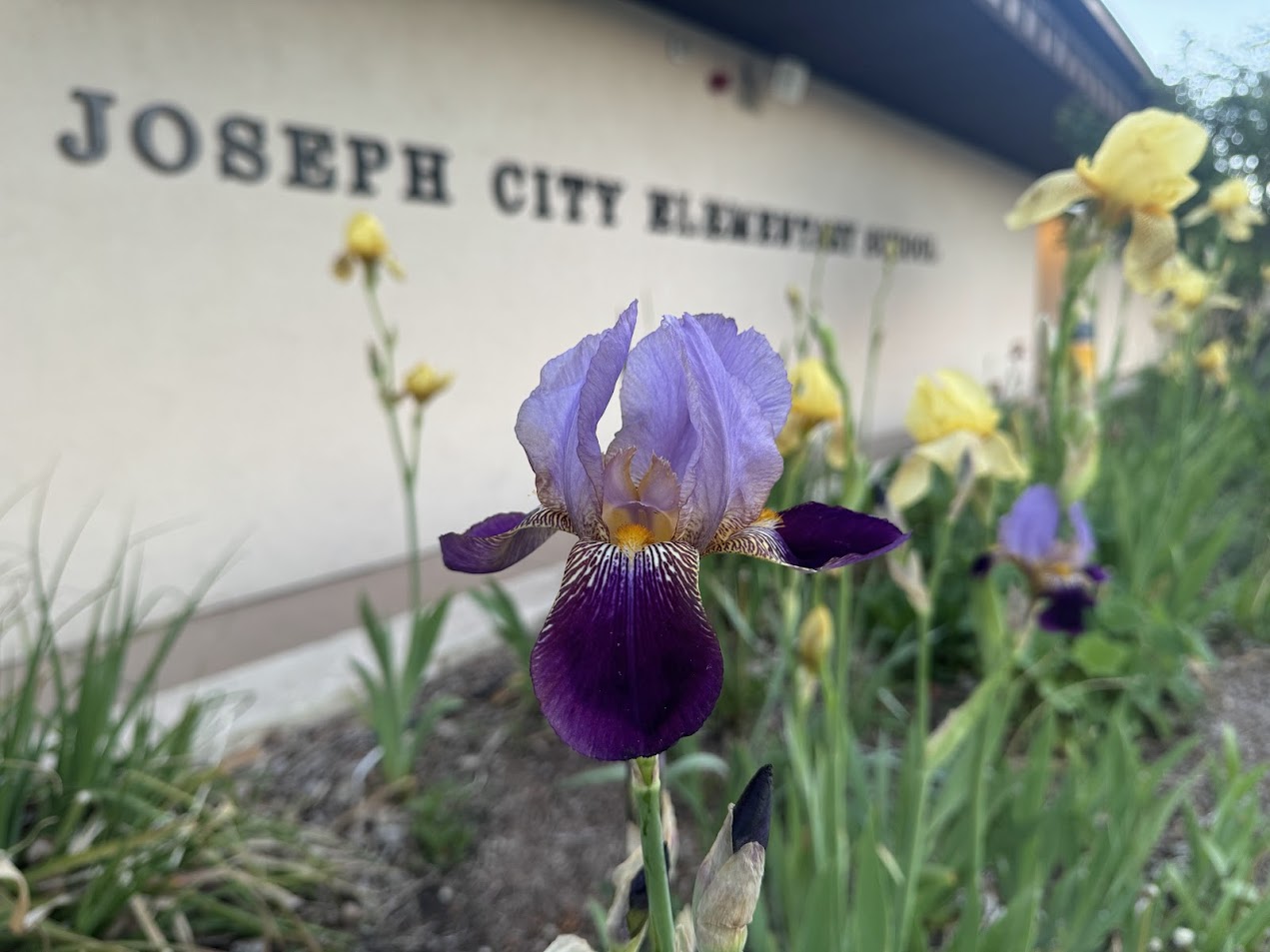 purple iris