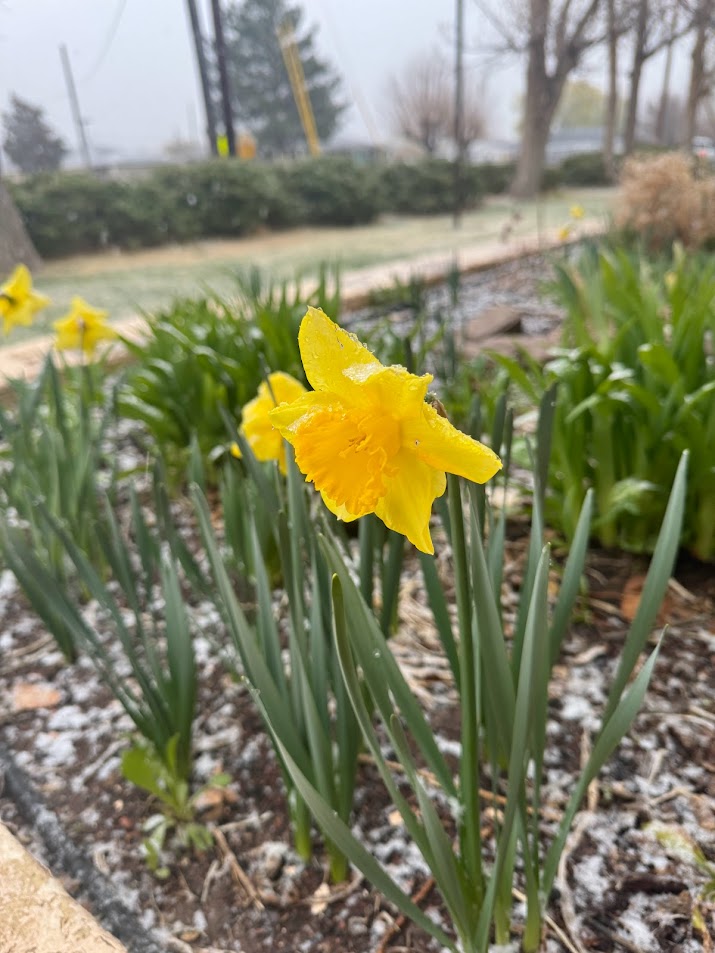 daffodil in the snow March 26 2024