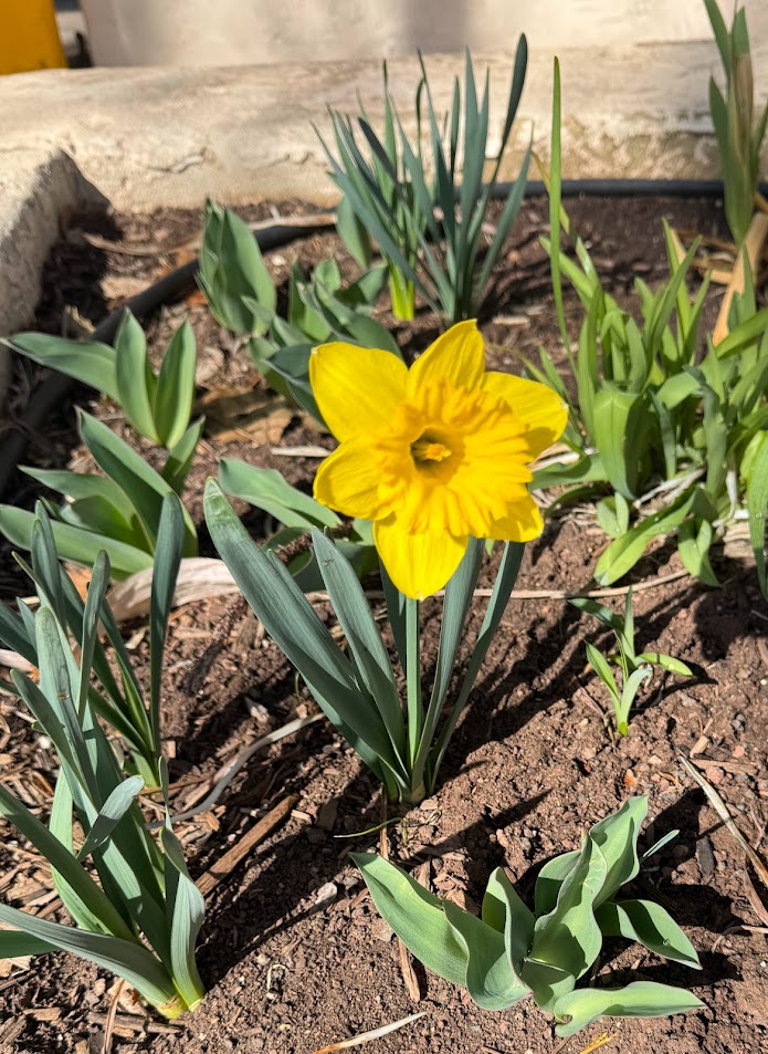 first daffodil March 7 2024