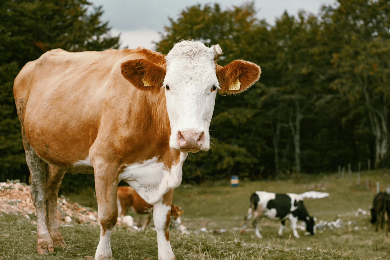 a picture of a cow