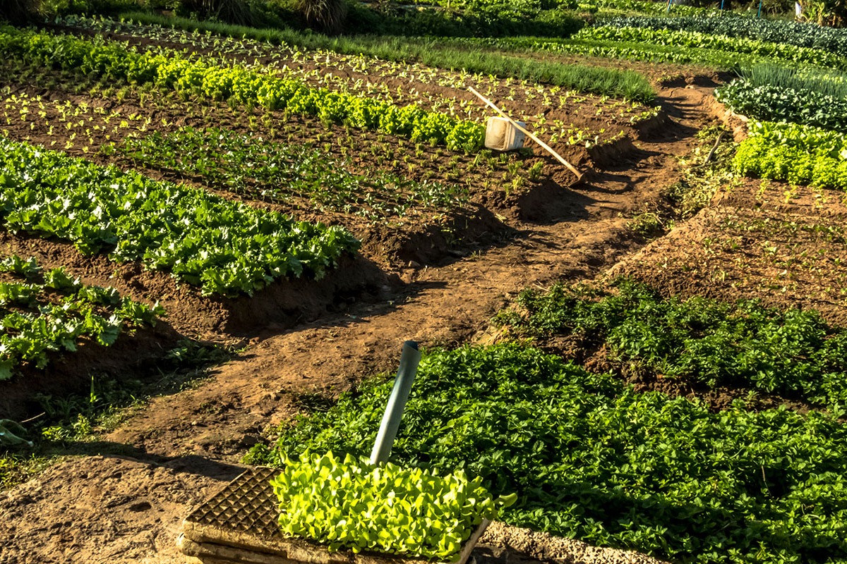 An outdoor vegetable garden with neatly arranged rows of plants. Some plants are in baskets. A rake is in the center.