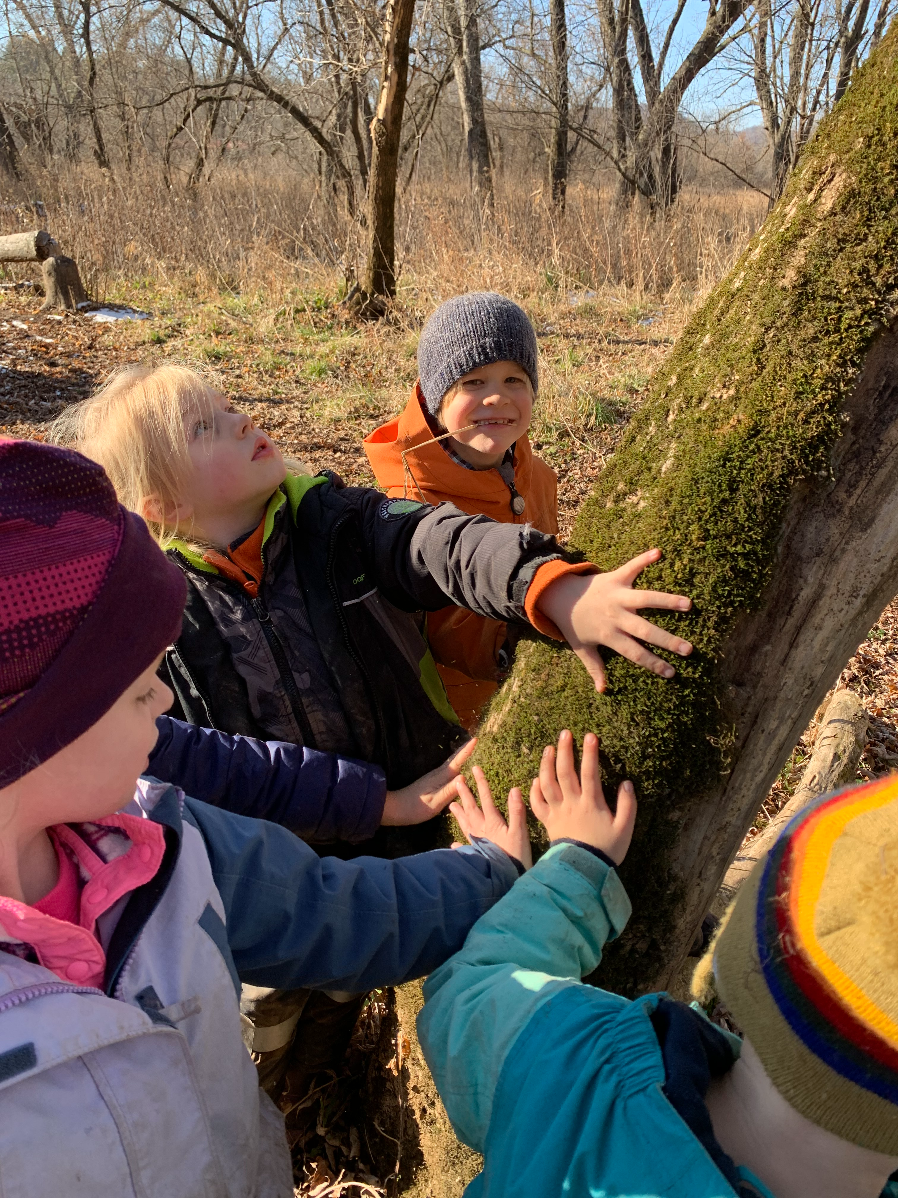 children observing moss on a tree 