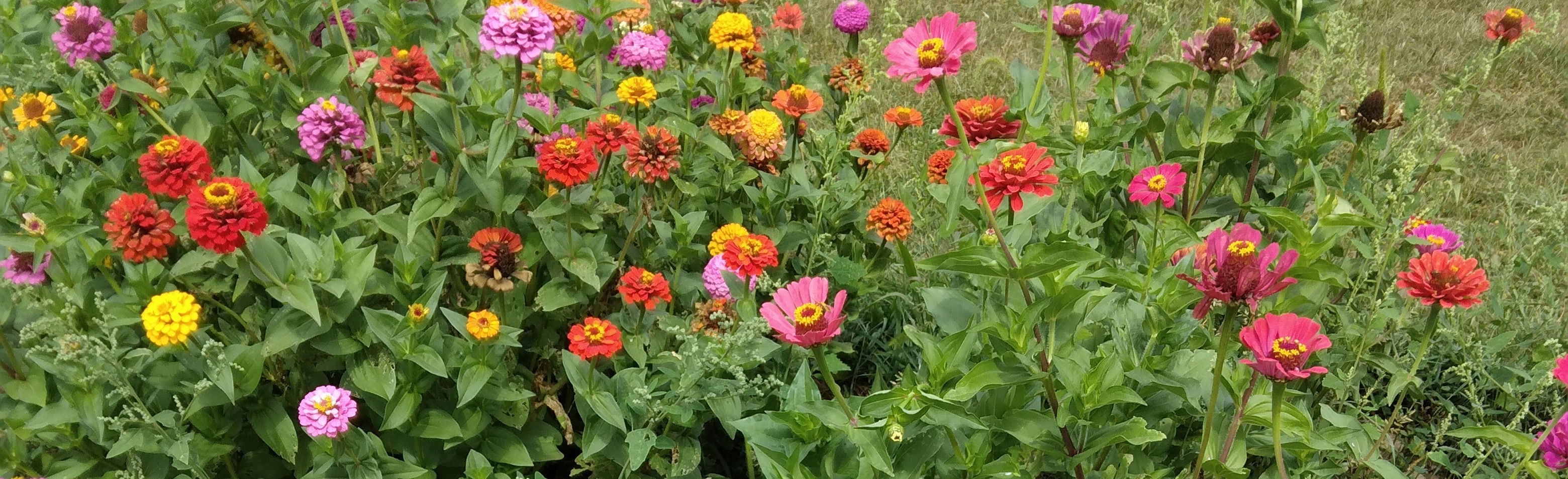 bee in the flowers