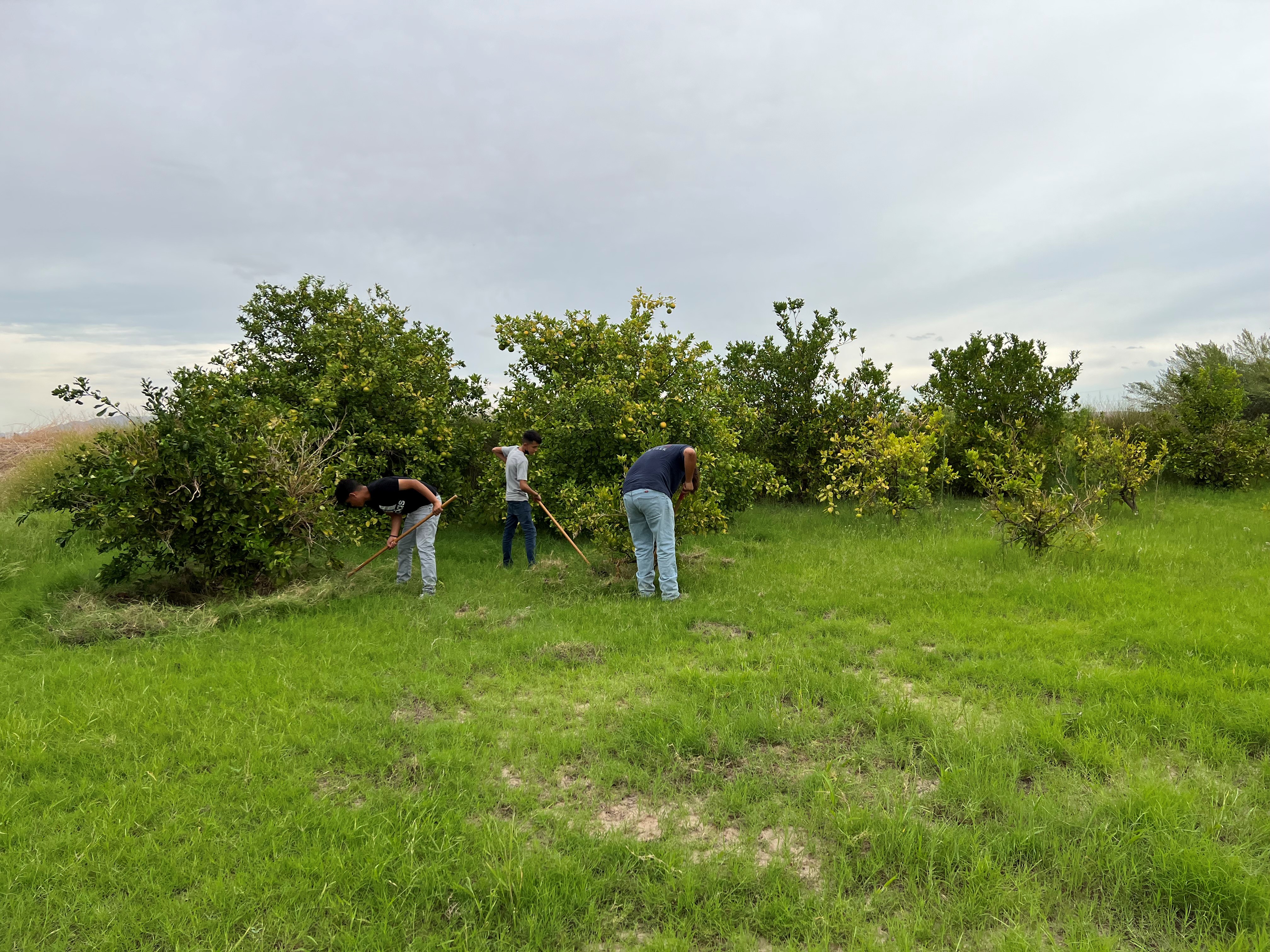 Students working on the orchard