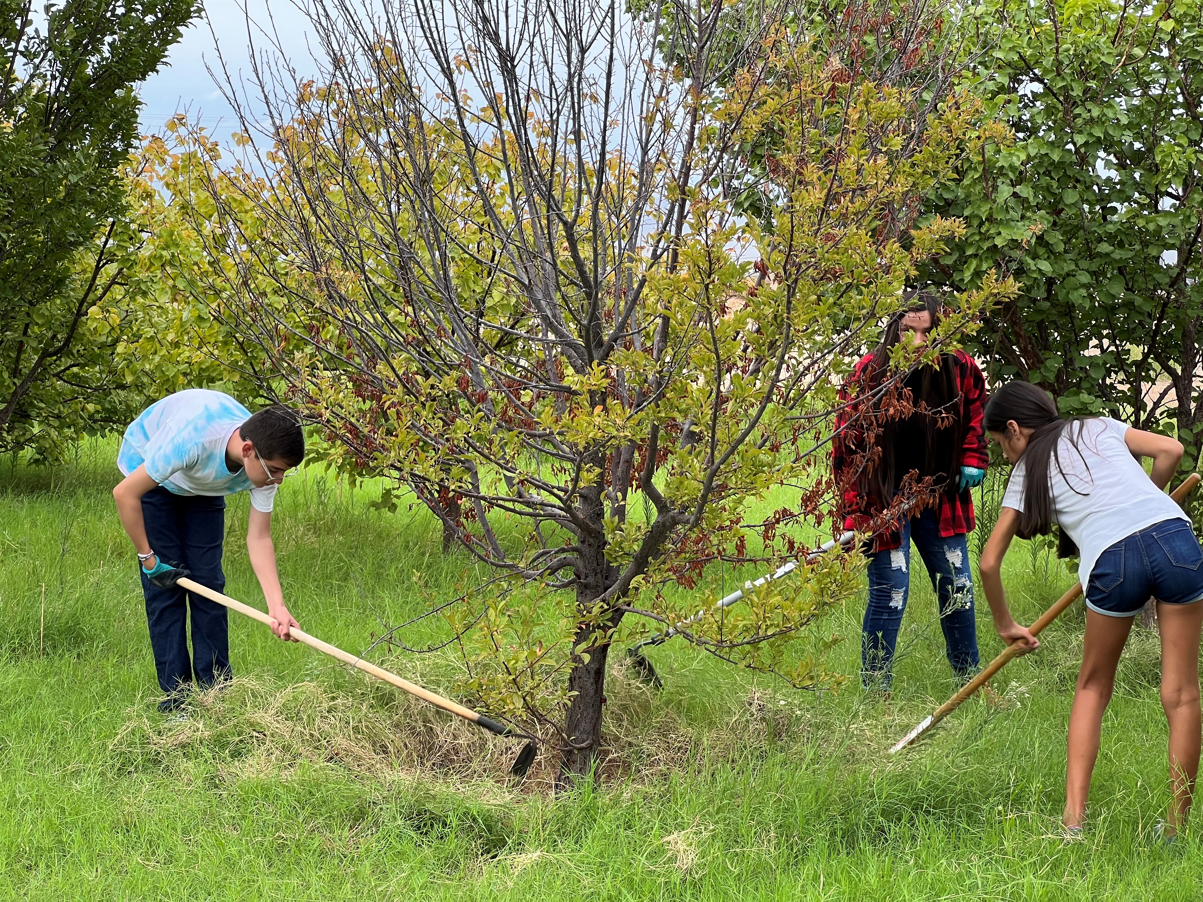 Students working on the orchard