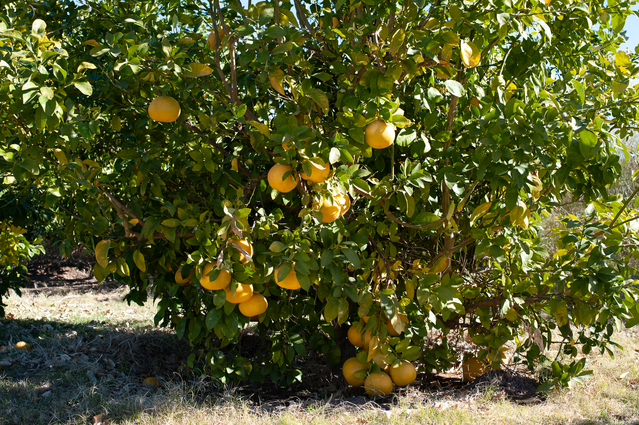 Lemons in the Learning Garden