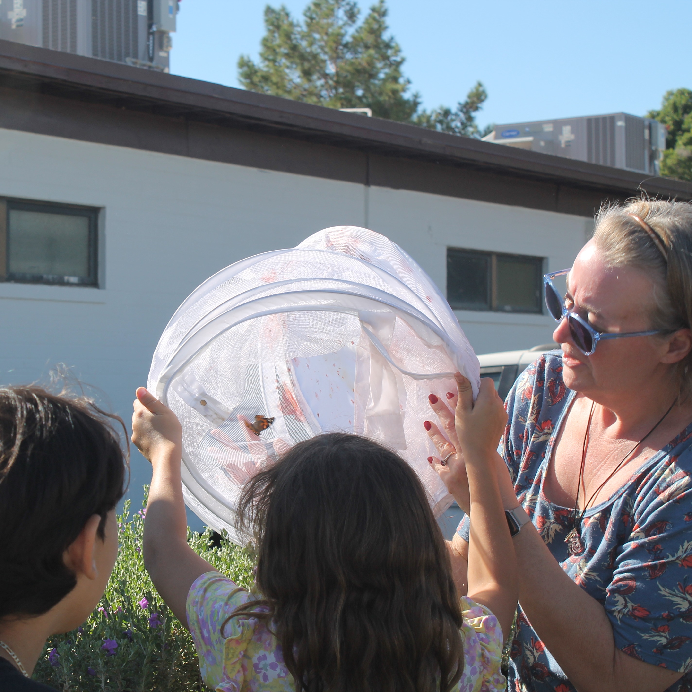Release of Butterflies