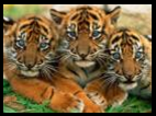 tiger babies