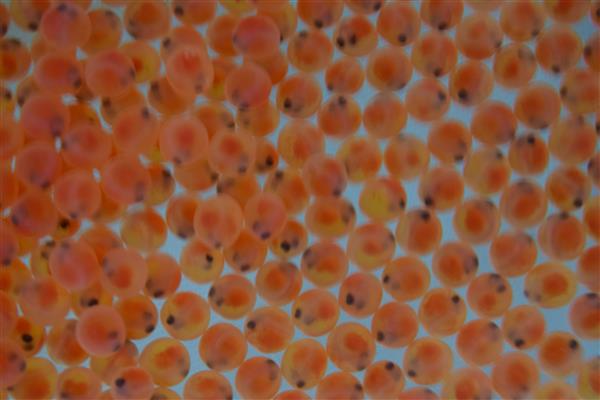 fish eggs