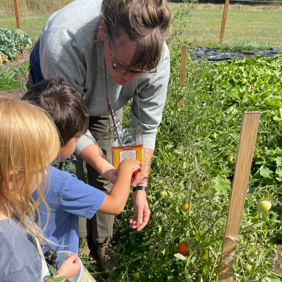 Martha Stephens helping two students pick cherry tomatoes.