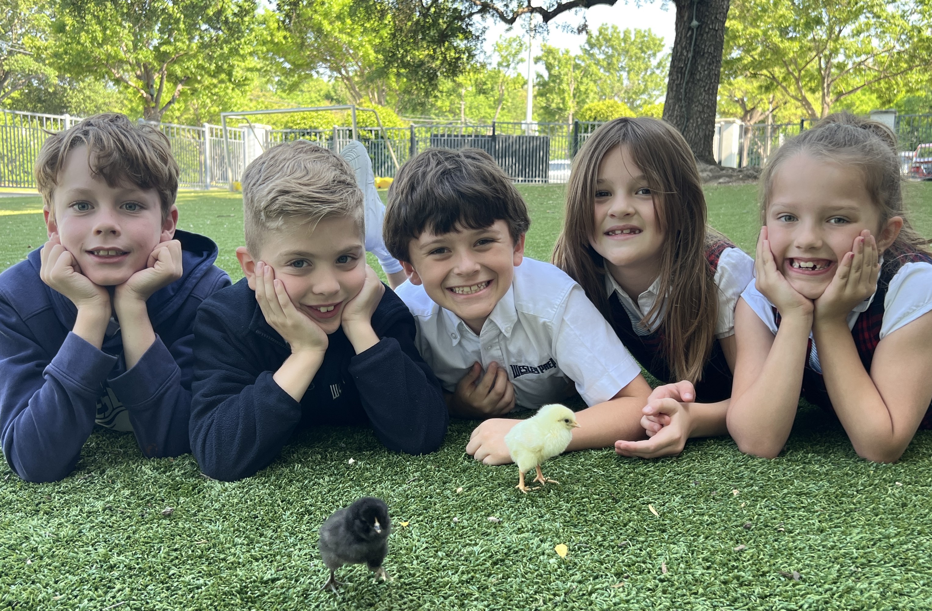 Second Grade Baby Chicks