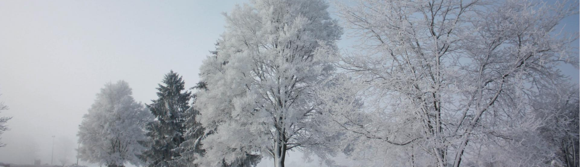 Road with snow covered trees