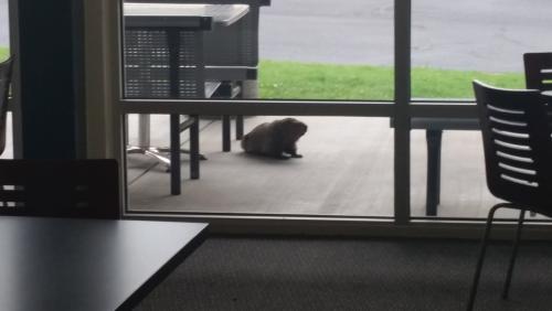 7-18-18 A new visitor to my patio!