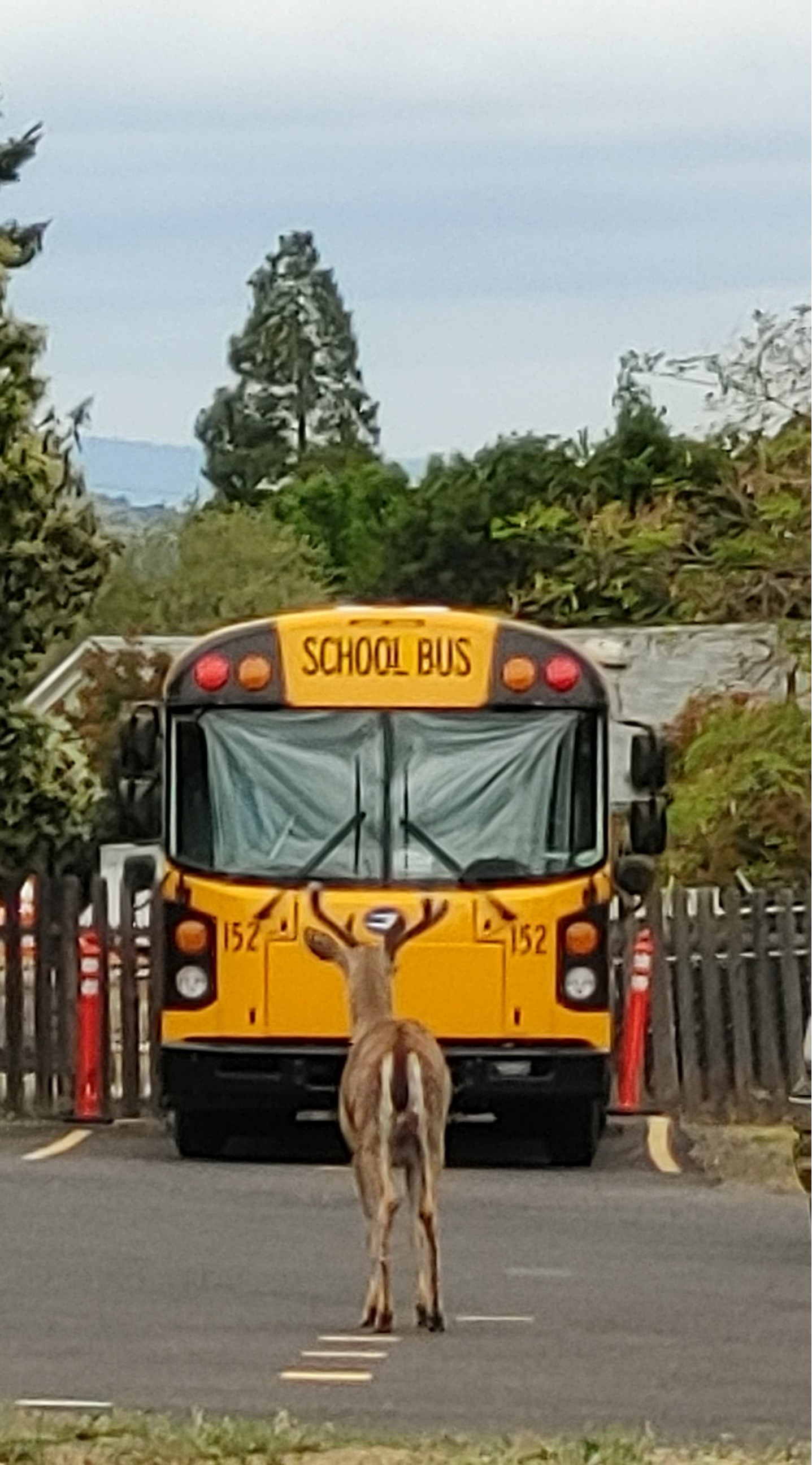 deer in bus