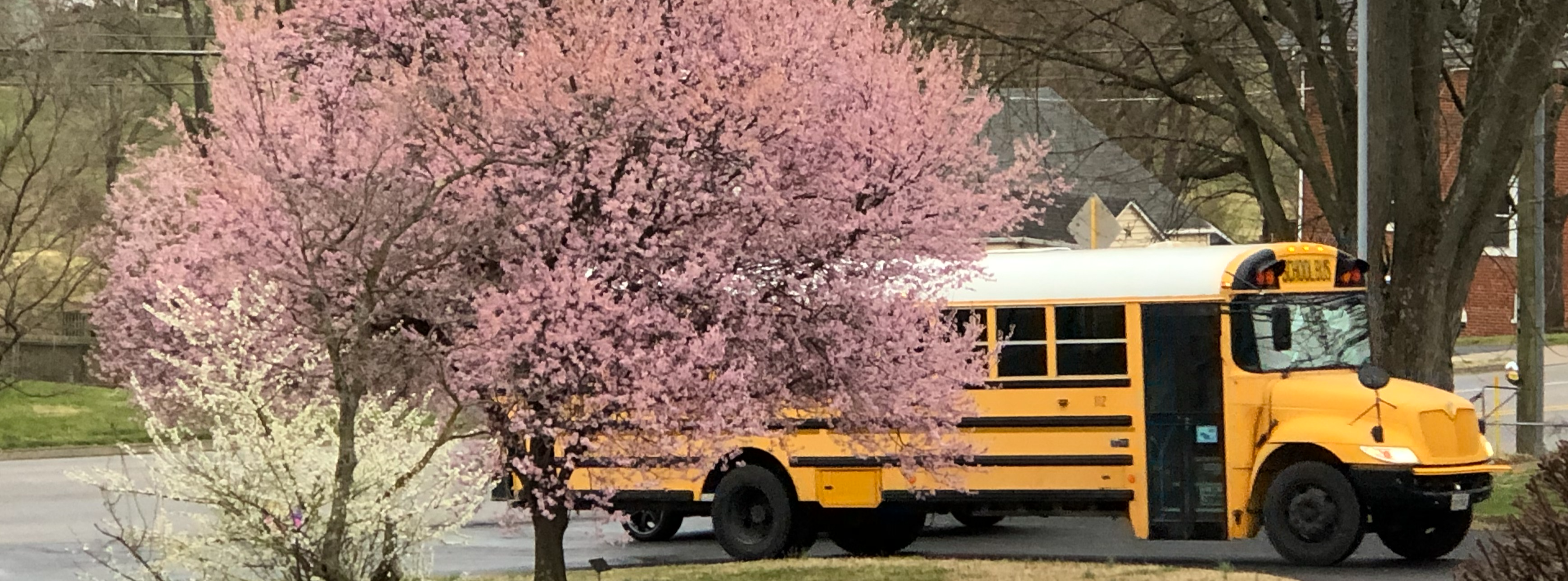 Buses