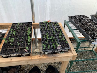 seed trays