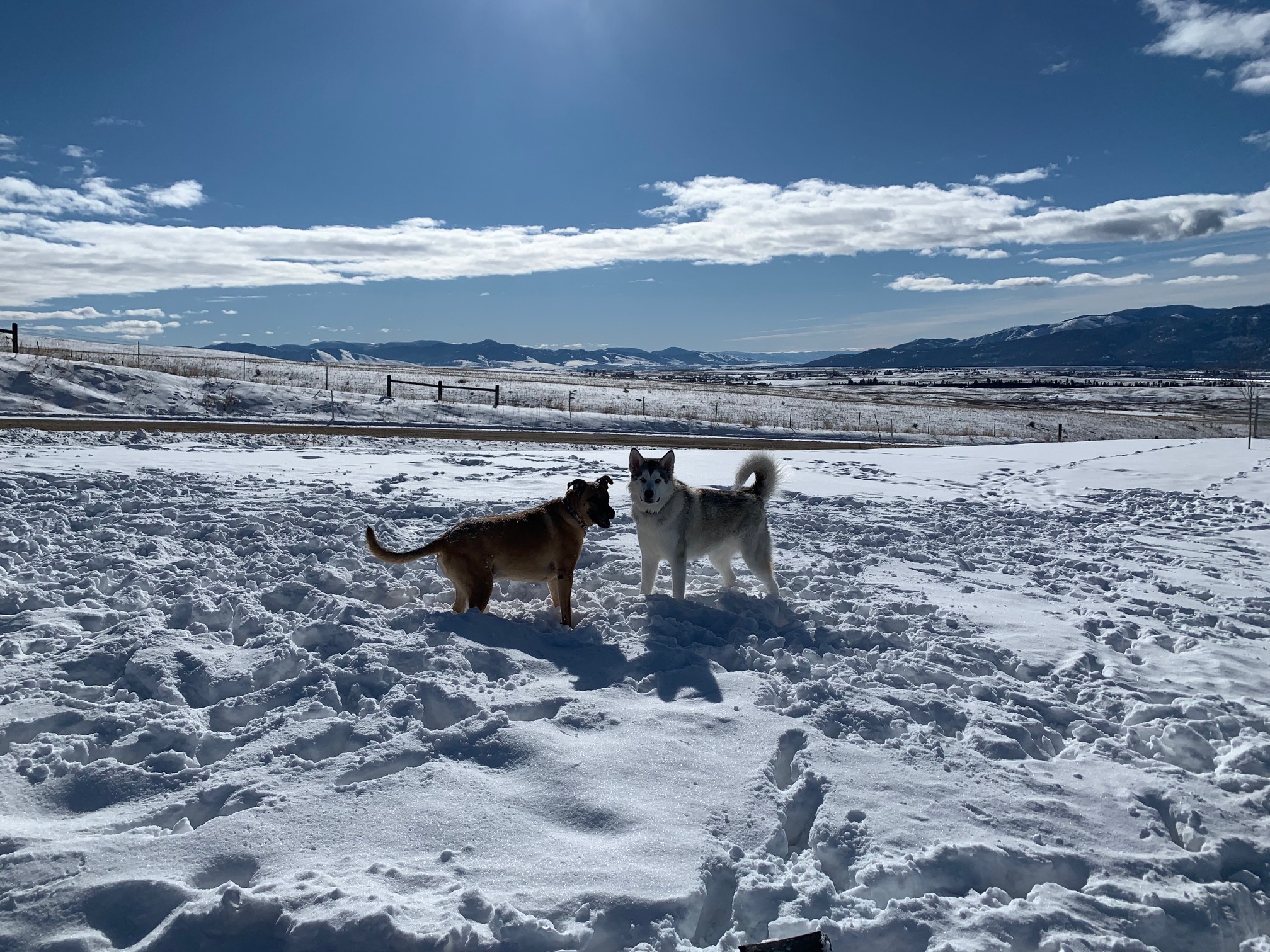 Tara Smart's two dogs