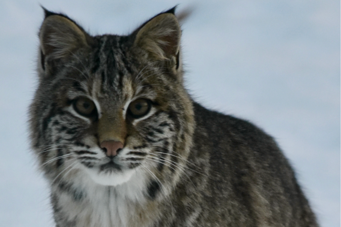 Bobcat