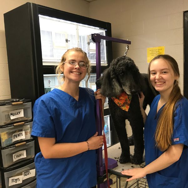 Students grooming a dog