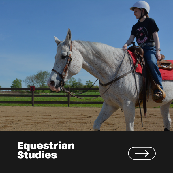 Equestrian Studies