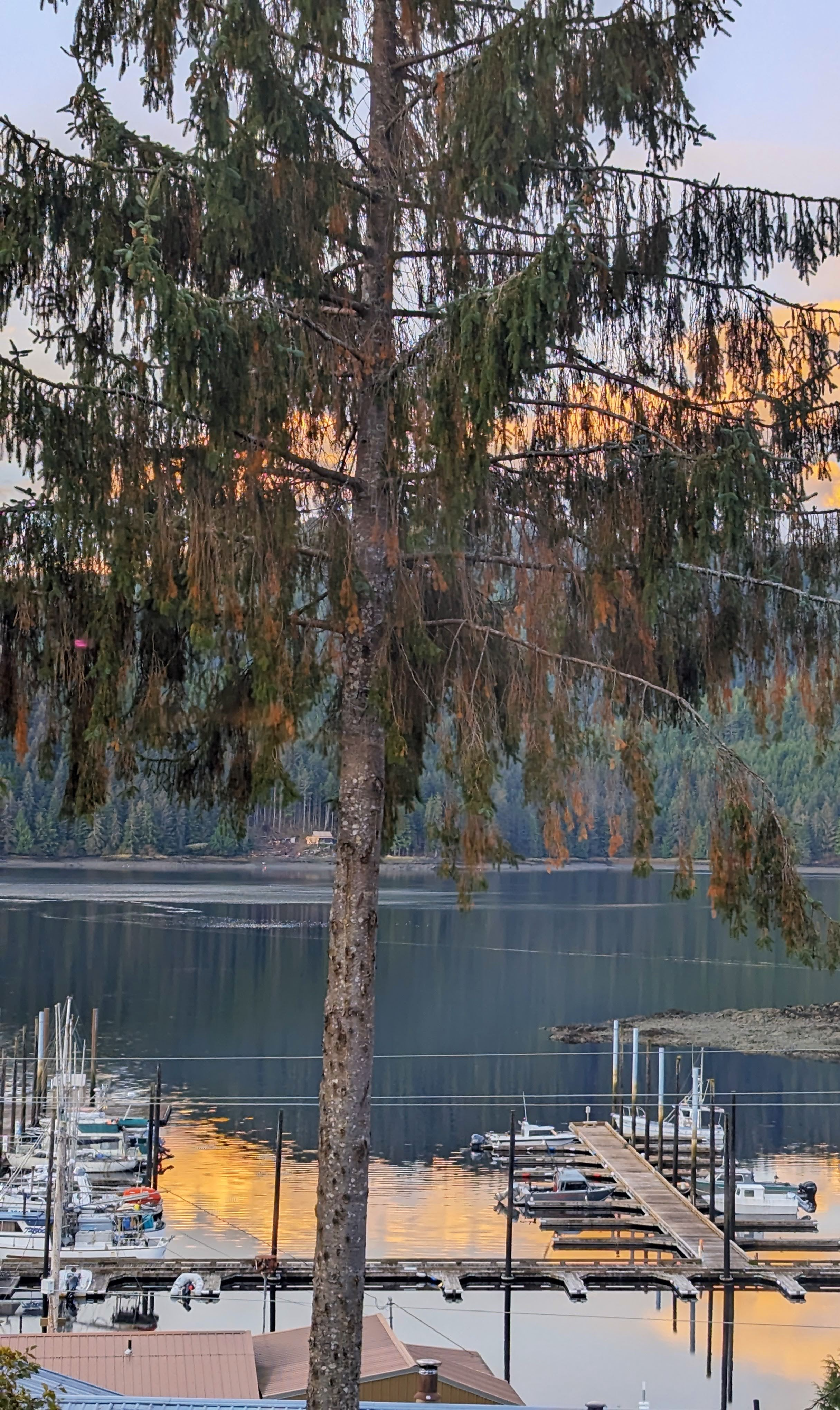 Tree over Harbor Vivid