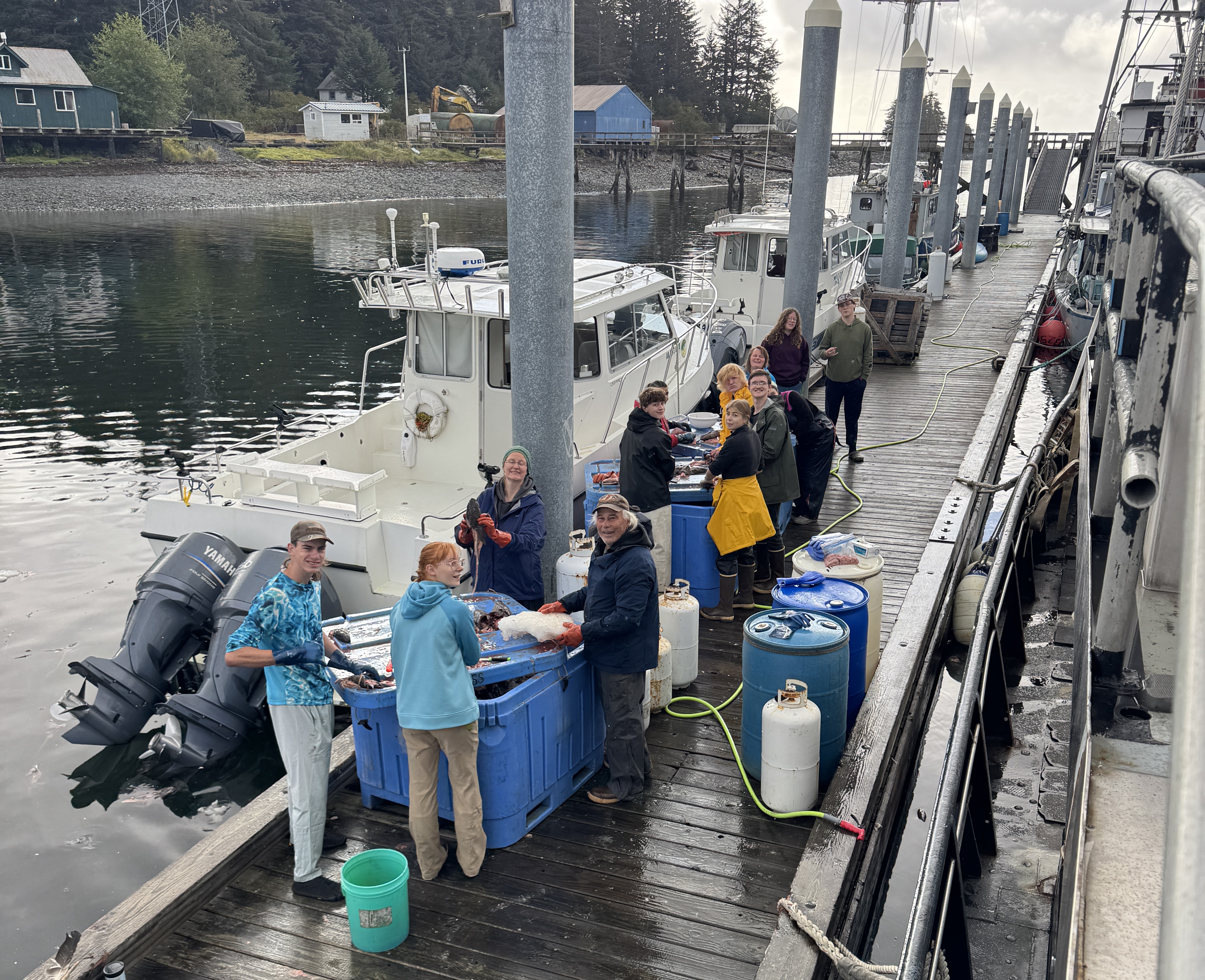 Harvesting Black Cod Tips