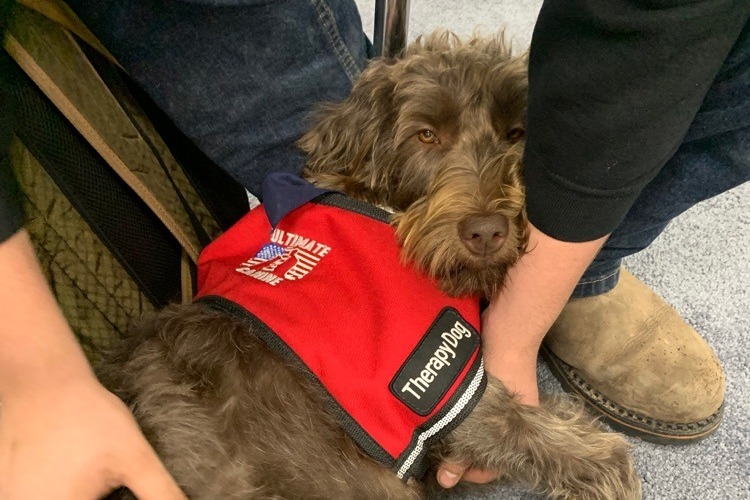 skyethetherapydogwearingherjacket
