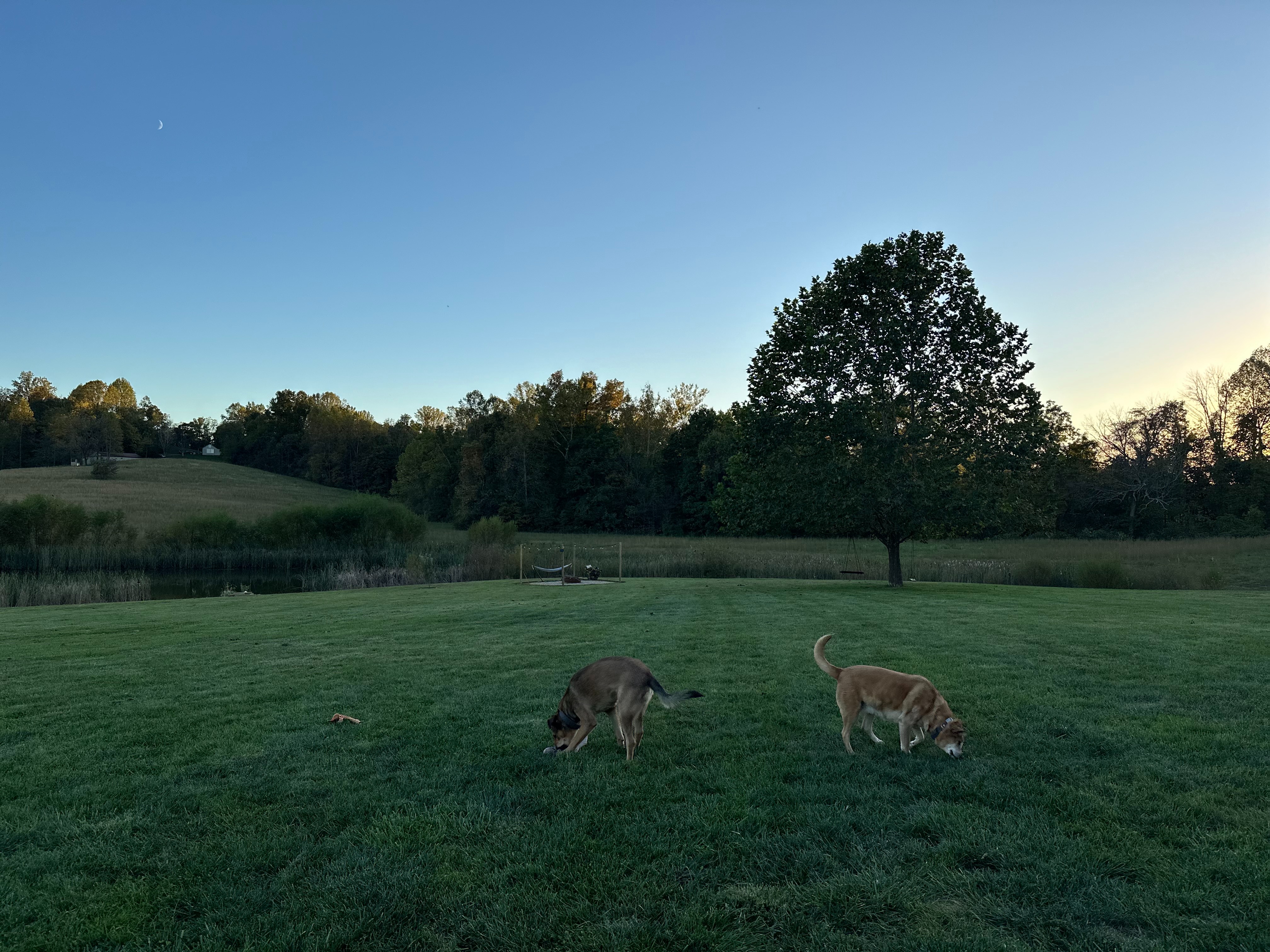 Mrs. Mangia's dogs 