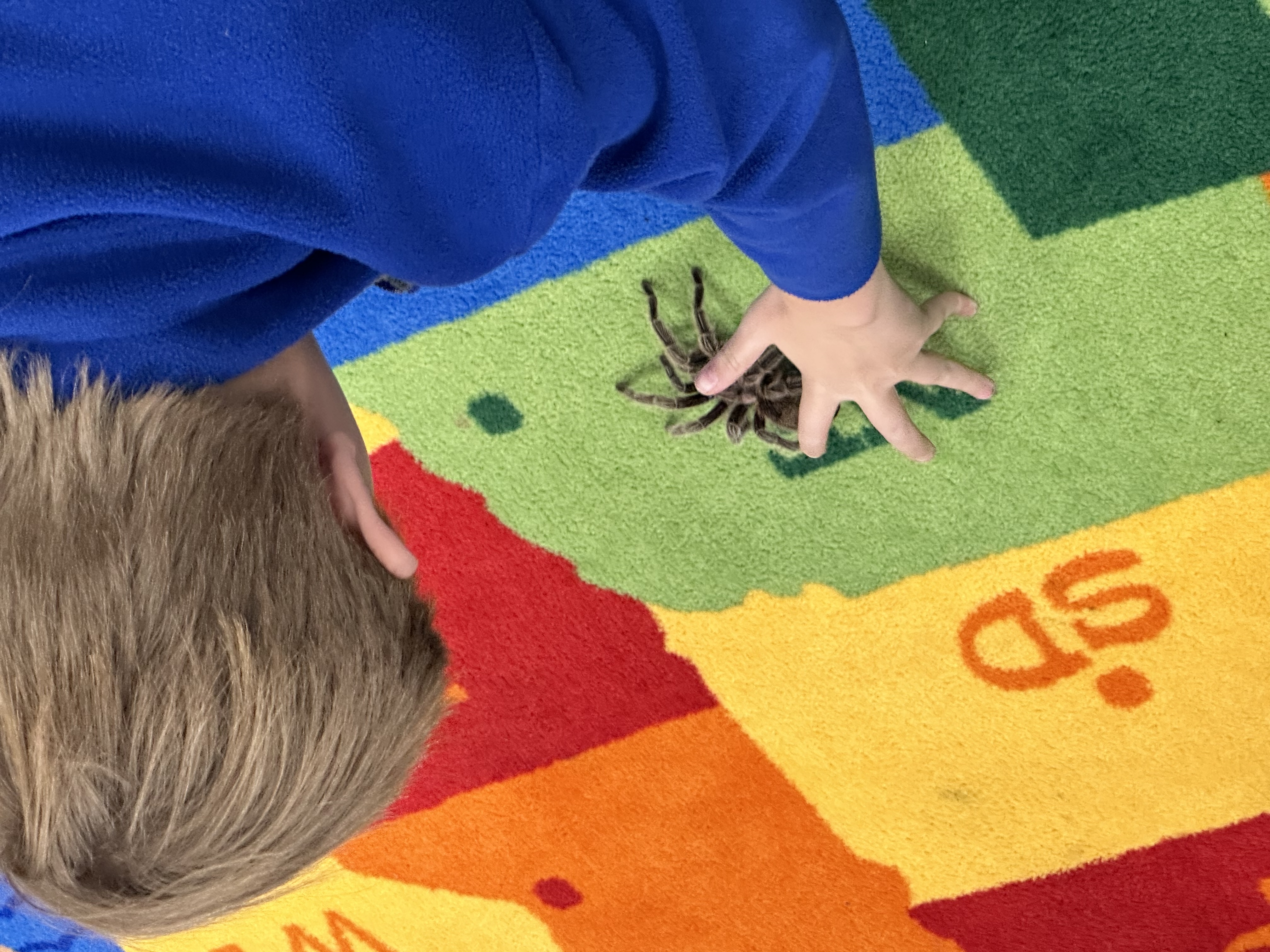 Tarantula