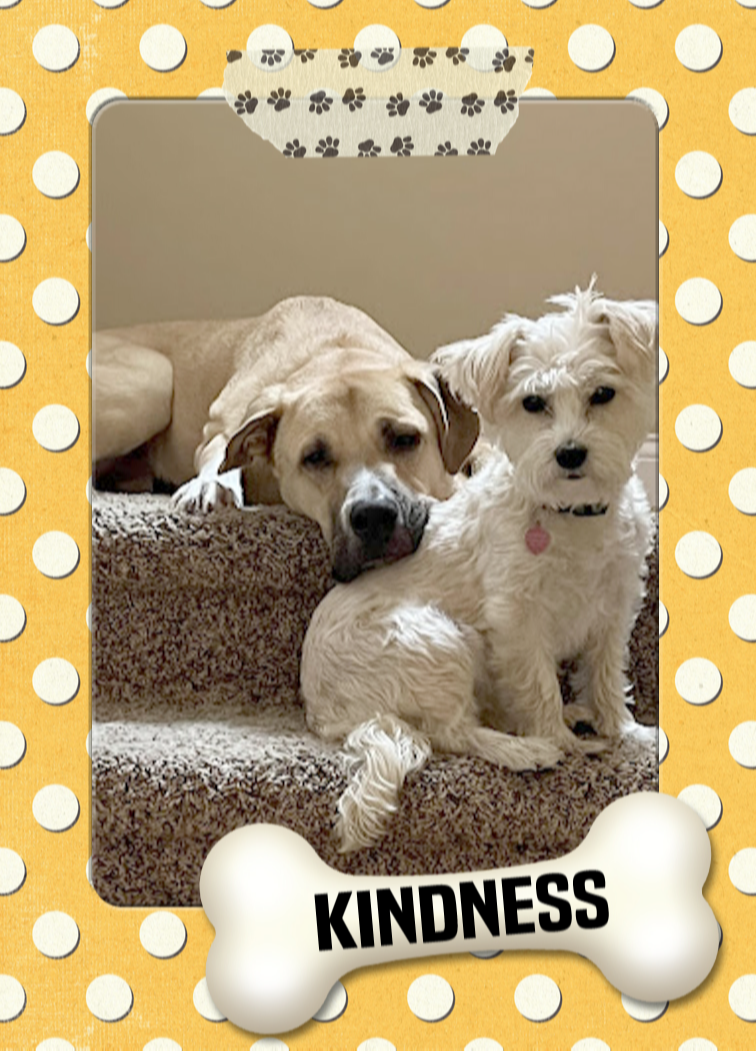 Walter Trading Cards