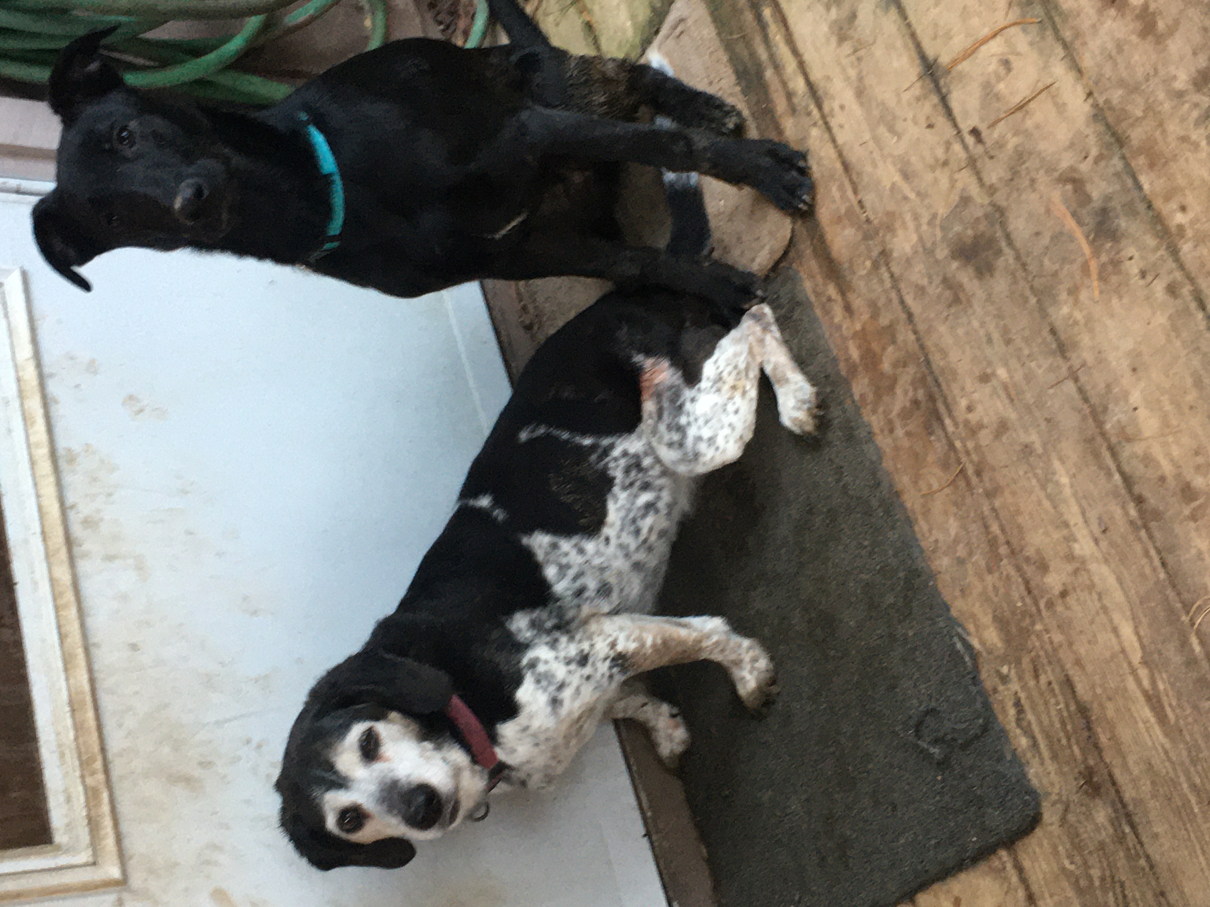 Sassy (beagle/blue tick) and Inky (terrier, greyhound and ?)