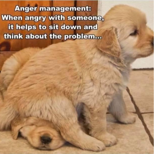 anger management: when angry with someone, it helps to sit down and think about the problem... (with puppies)