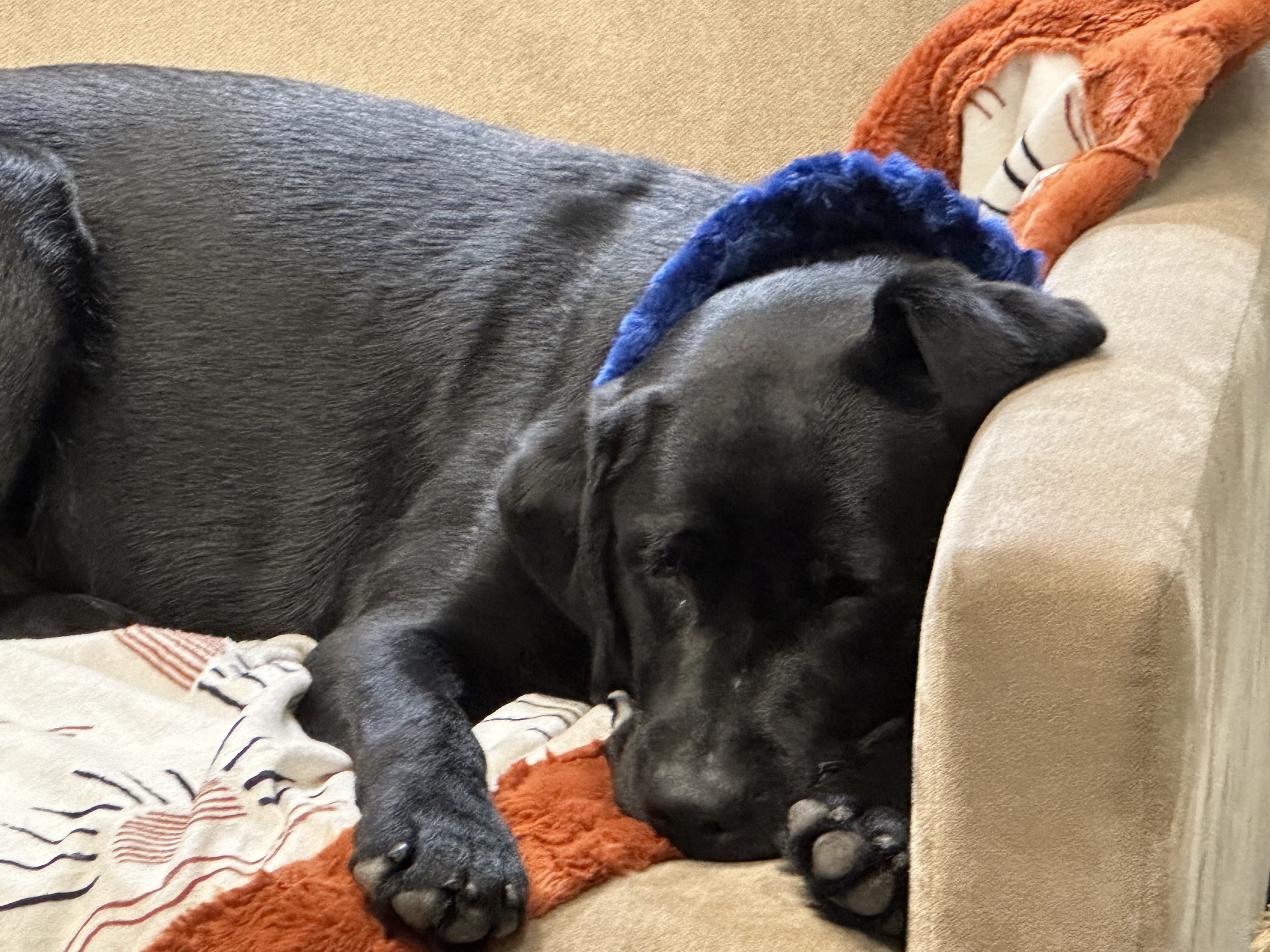 koda