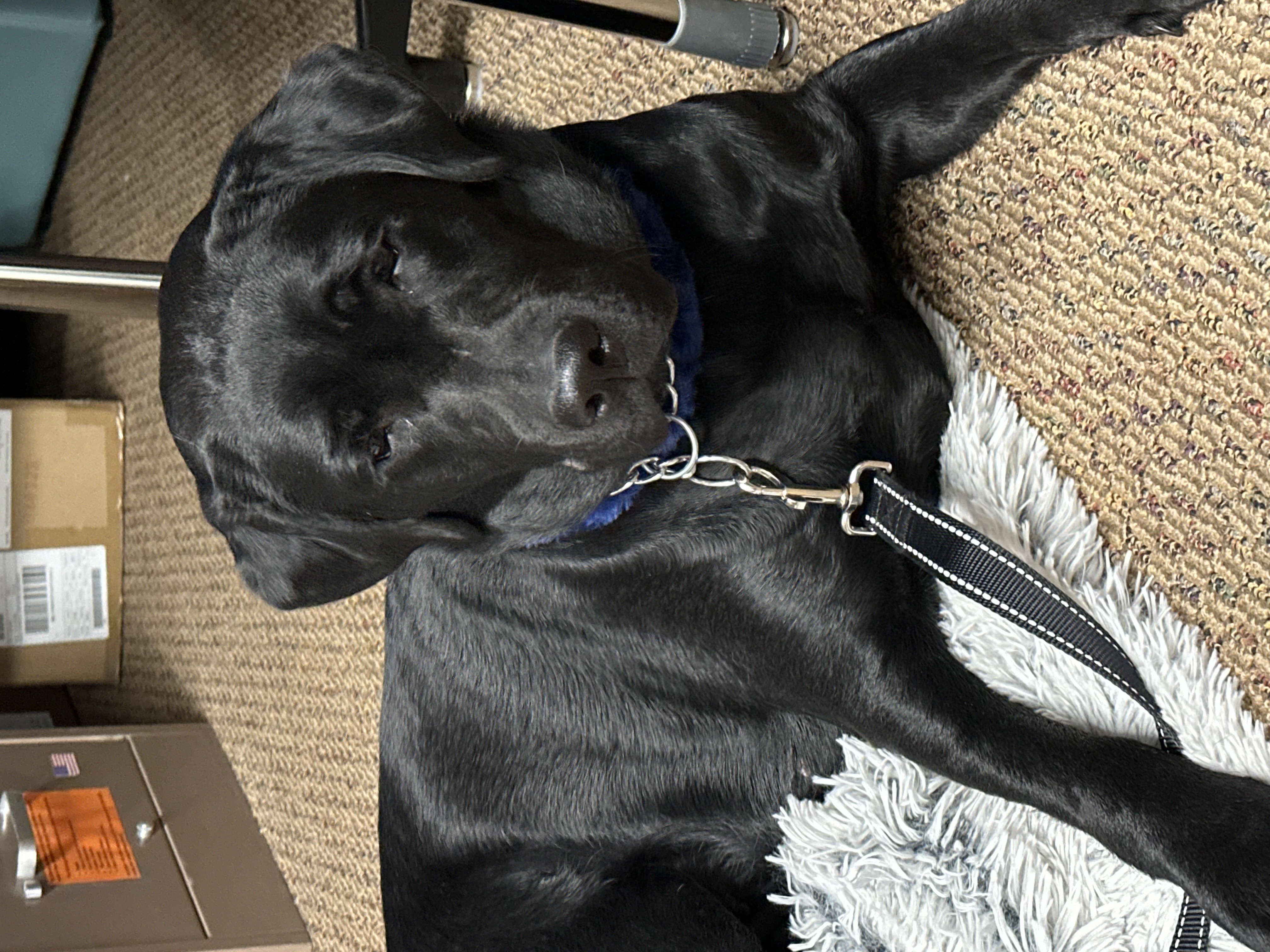 koda