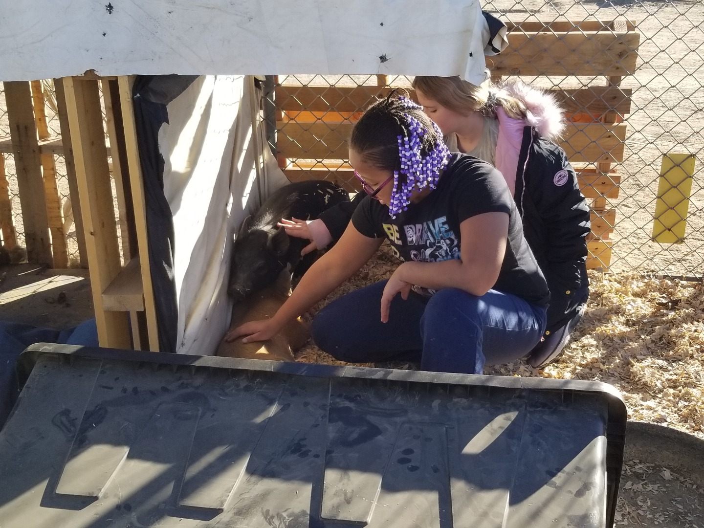 Students petting pigs