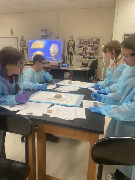 Biomed 2