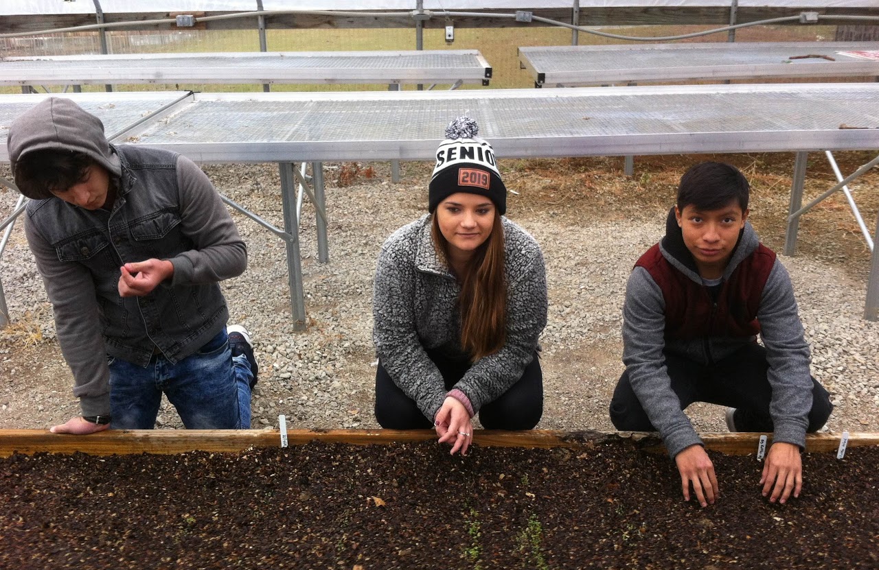 Greenhouse production