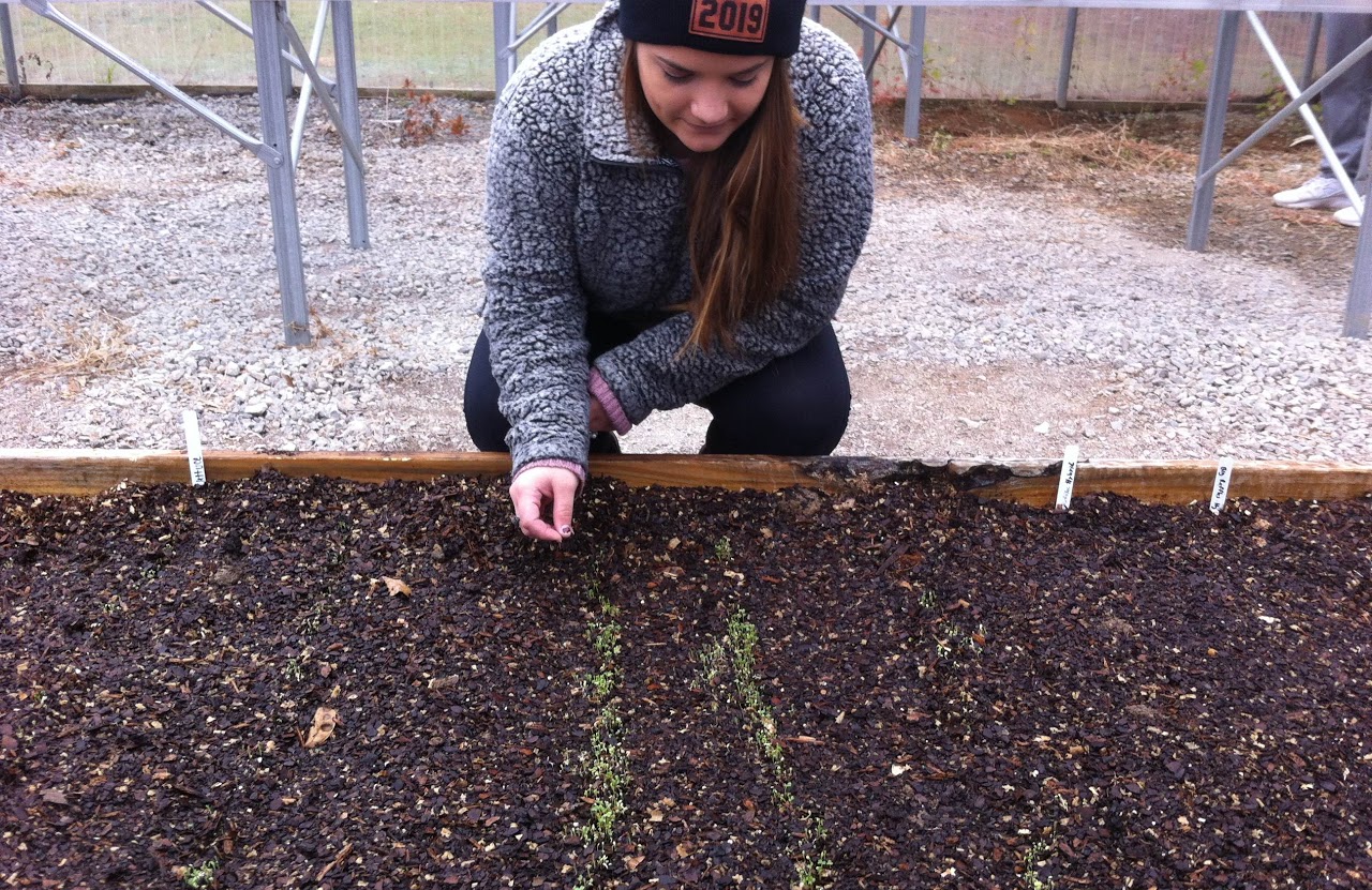 Greenhouse production