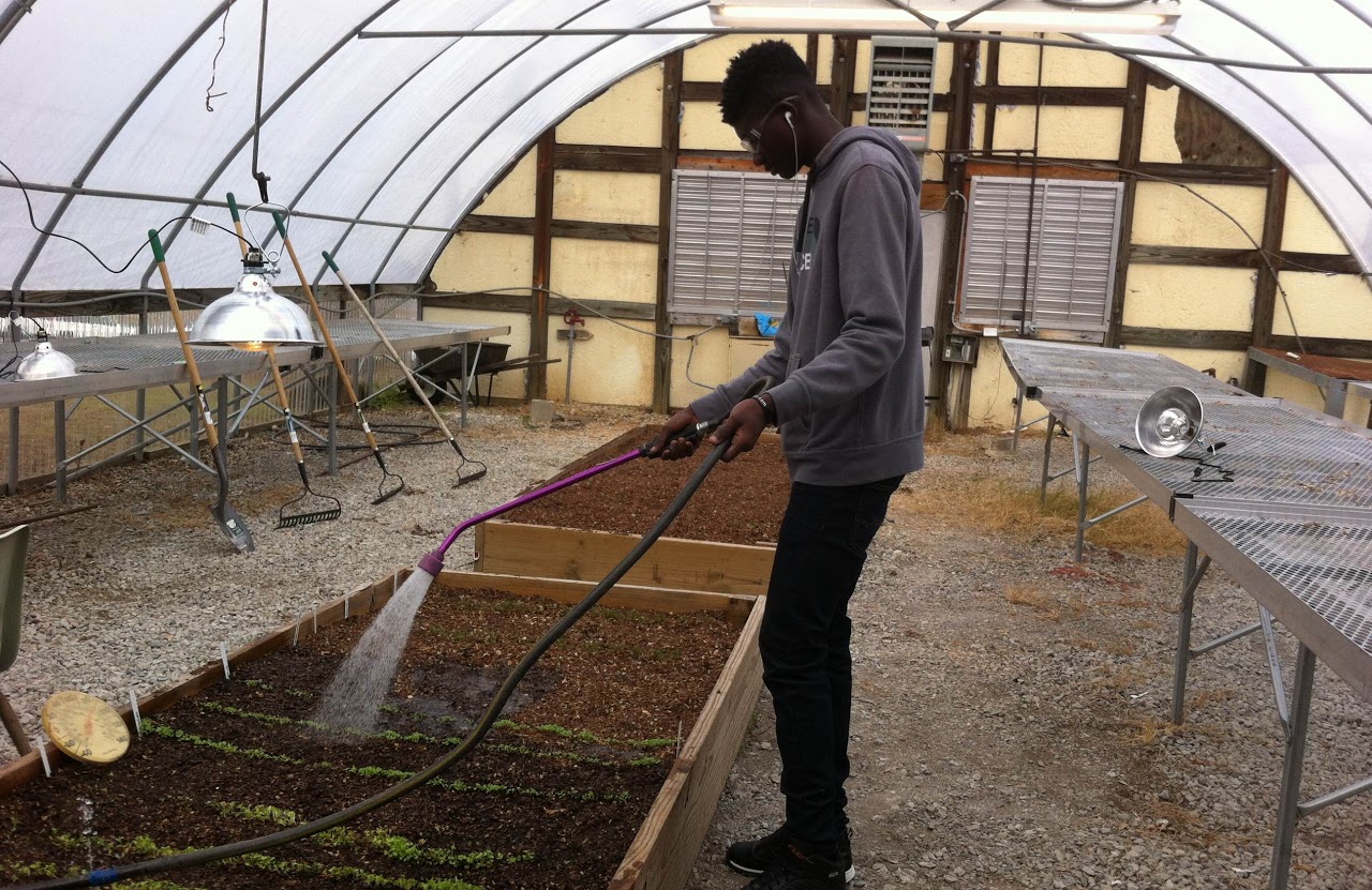 watering the garden