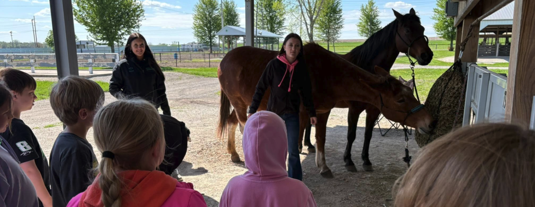 Horses