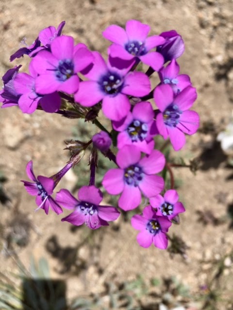 A photo of purple flowers.