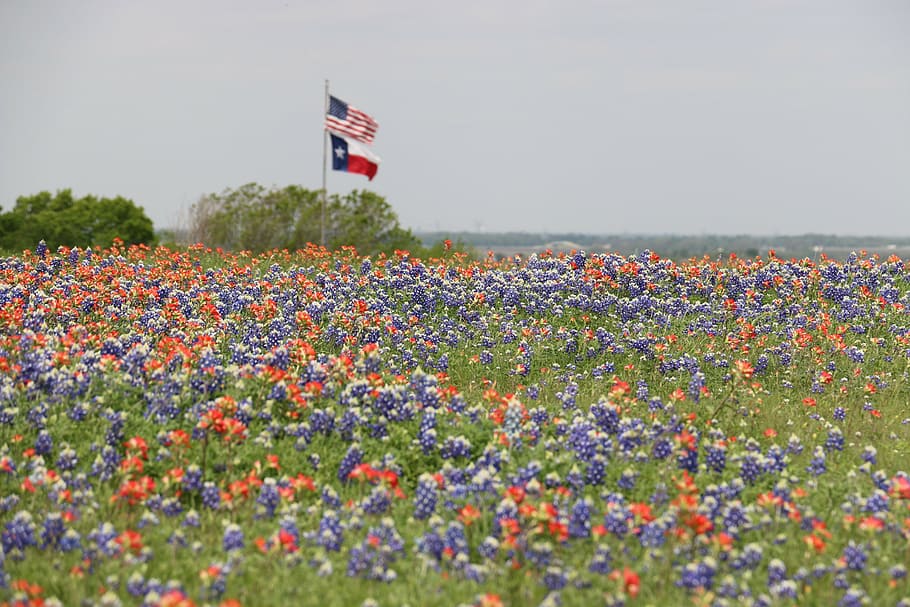 Texas Flag in Bluebonnet Field