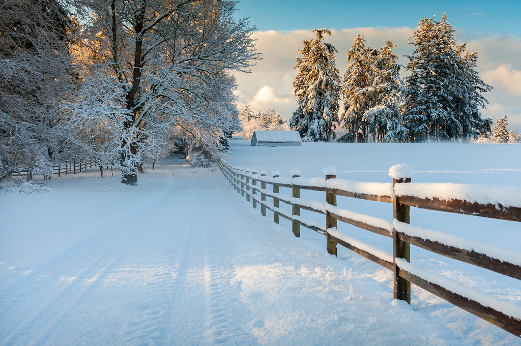 Snow Scene