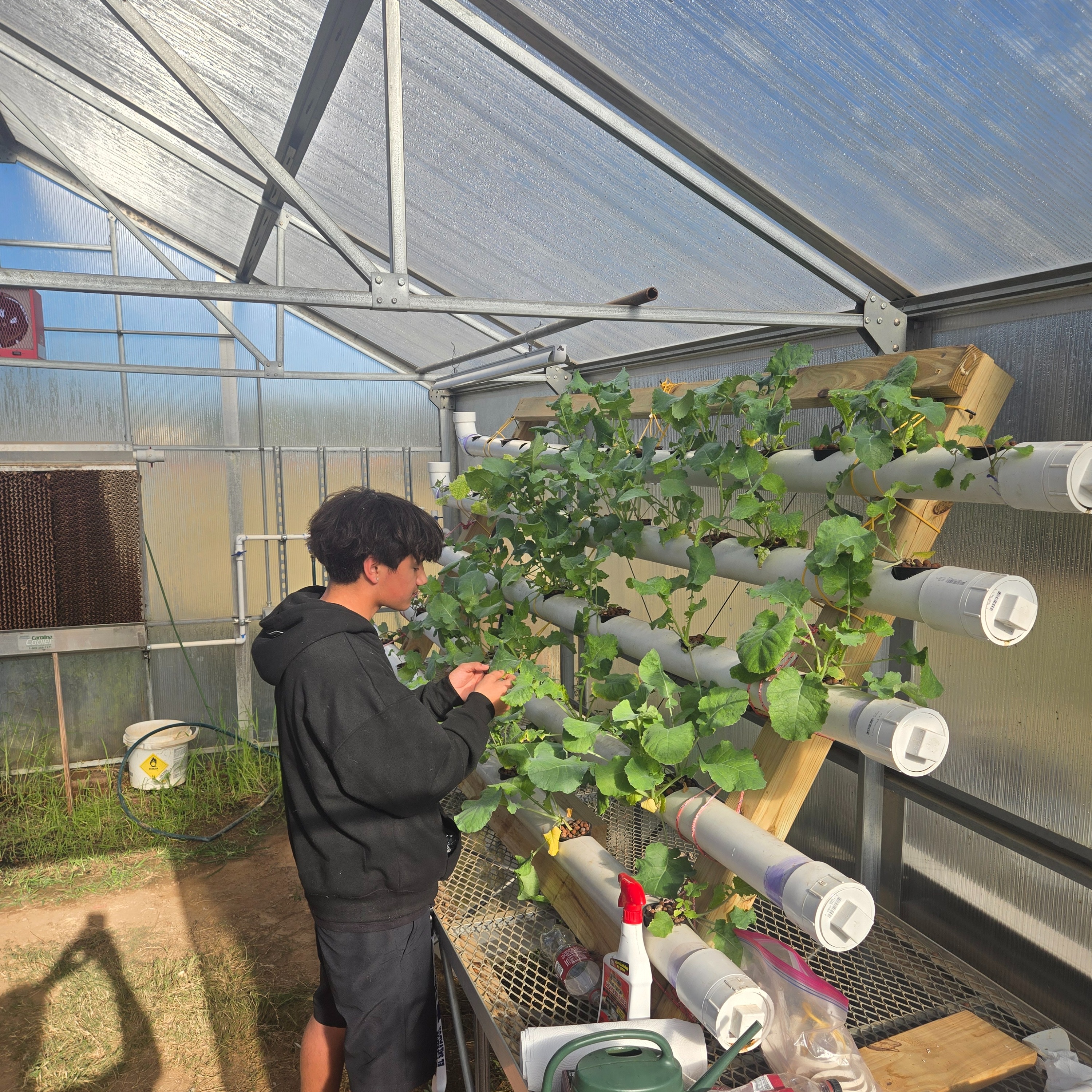 A person wearing a hoodie and shorts stands in a greenhouse. They are checking plants growing on a vertical structure.