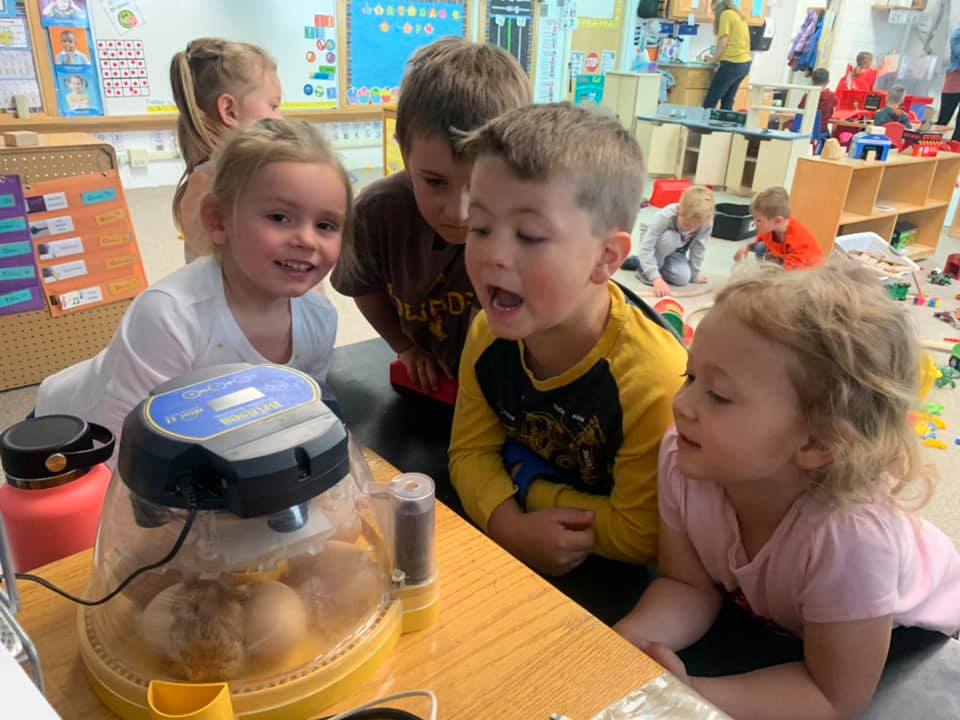 Children watching chicken eggs hatch in an incubator