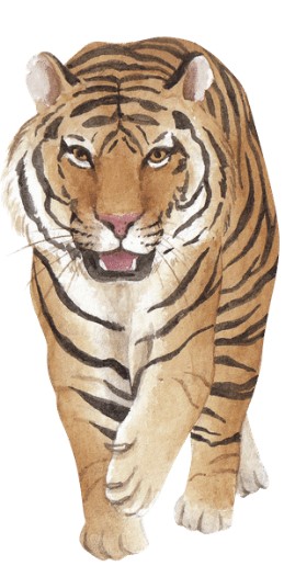 tiger